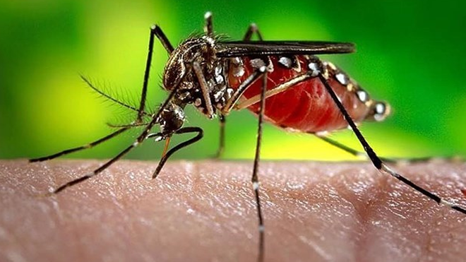 Dengue cases in Laos keep increasing